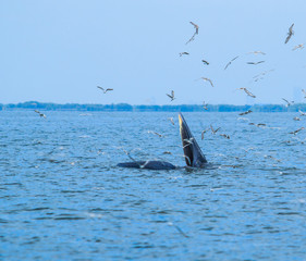 Fototapeta premium Whales eating fish (Balaenoptera brydei) in Gulf of Thailand