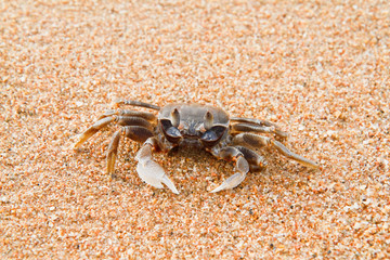 crab on the beach