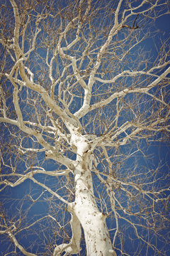 American Sycamore