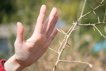Fototapeta na wymiar 木の棘と女性の手
