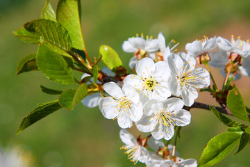 Der Frühling ist da
