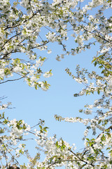 Der Frühling ist da