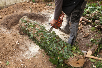 chainsaw sawing a tree trunk