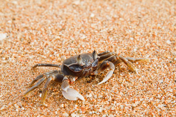 crab on the beach