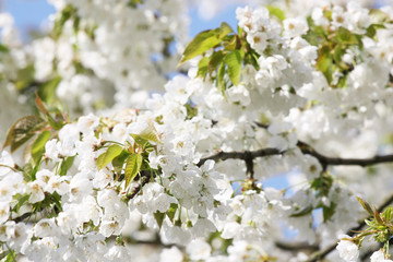 Der Frühling ist da