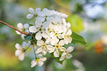 Der Frühling ist da