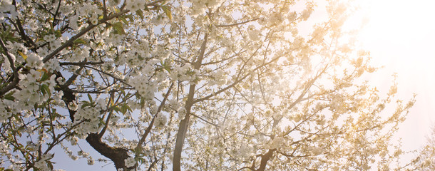 Frühling Panorama