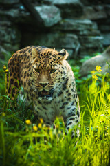 Amur leopard walk in the grass
