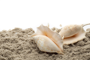 Scallop isolated on the white background.