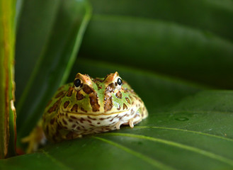 Naklejka premium frog pacman(ceratophrys ornata)