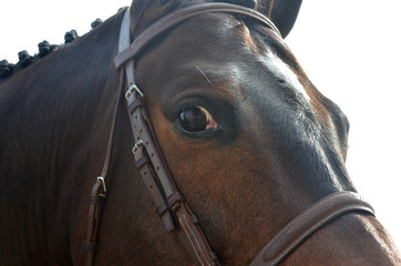 Bay horse close up