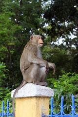 Sitting curious looking Monkeys in tropical Vietnam