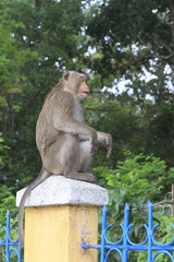 Obraz premium Sitting curious looking Monkeys in tropical Vietnam