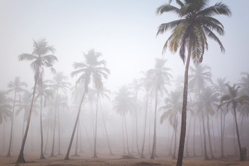 Palms in morning fog in Arambol, Goa, India