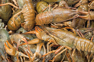 Many live crayfish on kitchen