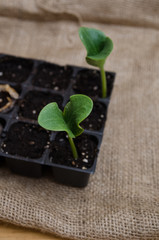 Pumpkin seedling in tray
