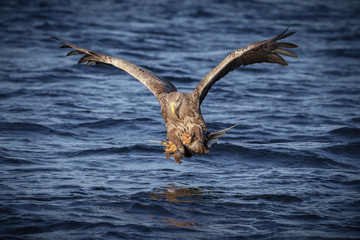 White-tailed eagle striking