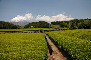 fazenda de ch&aacute; do jap&atilde;o