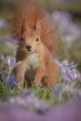 Red squirrel in spring flowers