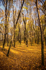 Fototapeta premium Forest in autumn colors