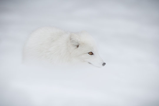 Arctic Fox In Deep Snow