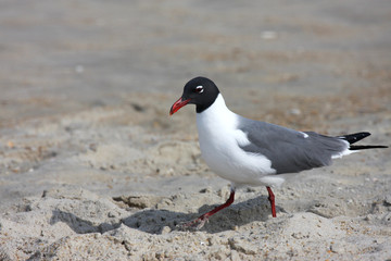 seagull