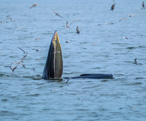 Obraz premium Whales eating fish (Balaenoptera brydei) in Gulf of Thailand