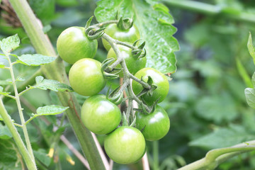Baby Cherry Tomatoes,green tomatoes growing in the garden