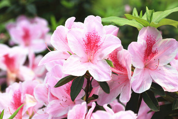 Azalea flowers blooming in the garden in spring
