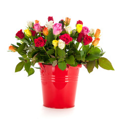Bouquet roses in bucket