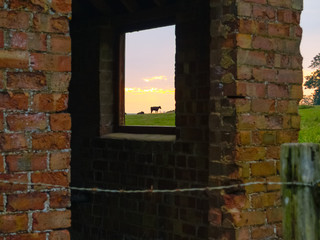 Cow in field as sun rises through abandoned shed window
