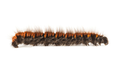 Furry vermin caterpillar