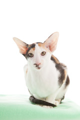 Obraz premium Oriental Shorthair cat
