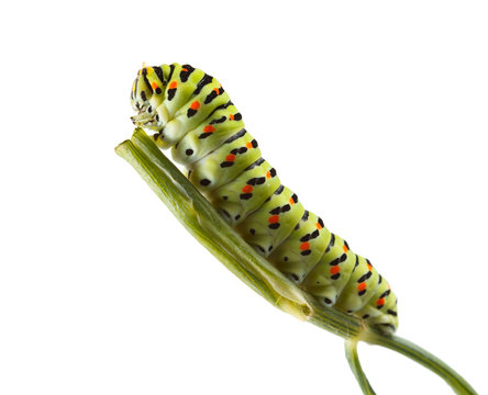 Macro of vermin caterpillar on green twig