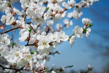 Branches of a blossoming tree with white flowers