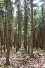 Obraz premium planting trees in forest