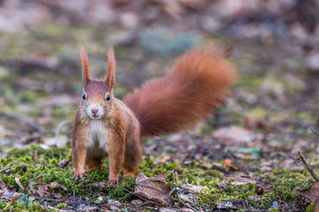 Eichhörnchen auf Futtersuche