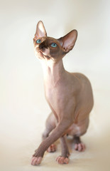 sphinx cat