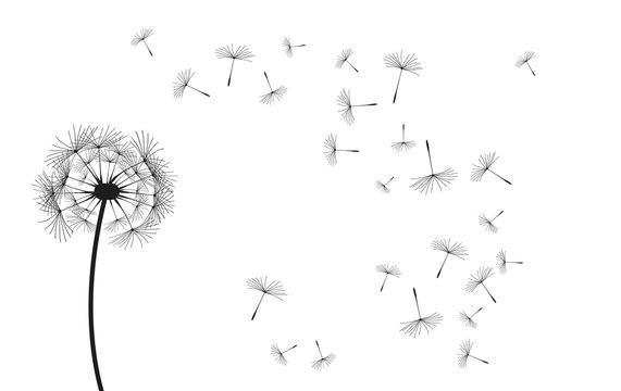 Vector dandelion, black eps illustration on white background.
