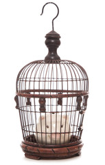 piggy bank trapped in a cage