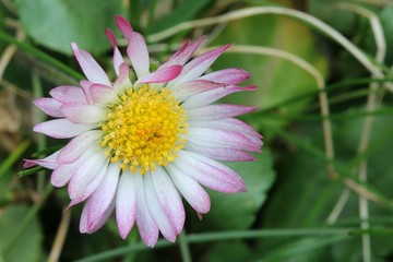 Fototapeta premium Daisy