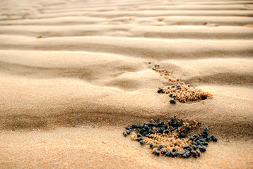 dune on a tropical beach with cuttlefish eggs