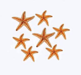 Fototapeta na wymiar gruppo di stelle marine su sfondo bianco