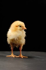 Cute little chick standing isolated on black background