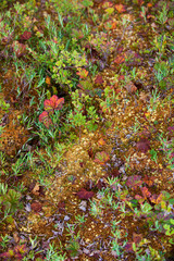 Mosses and lichens