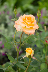 Orange Rose in Portorose Slovenia - Stock Image