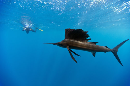 Mexico, Yucatan, Isla Mujeres, Caribbean Sea, Indo-Pacific sailfish, Istiophorus platypterus, and diver