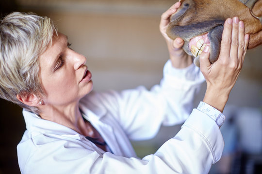 Veterinarian examining teeth of a horse in stable