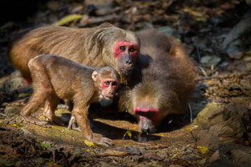 Group of Stump-tailed macaque (Macaca arctoides ) drinking water