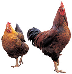 다양한 오브젝트